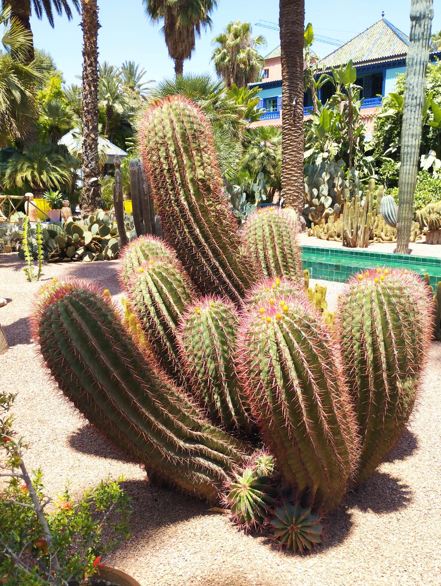 Cacti garden, Majorelle