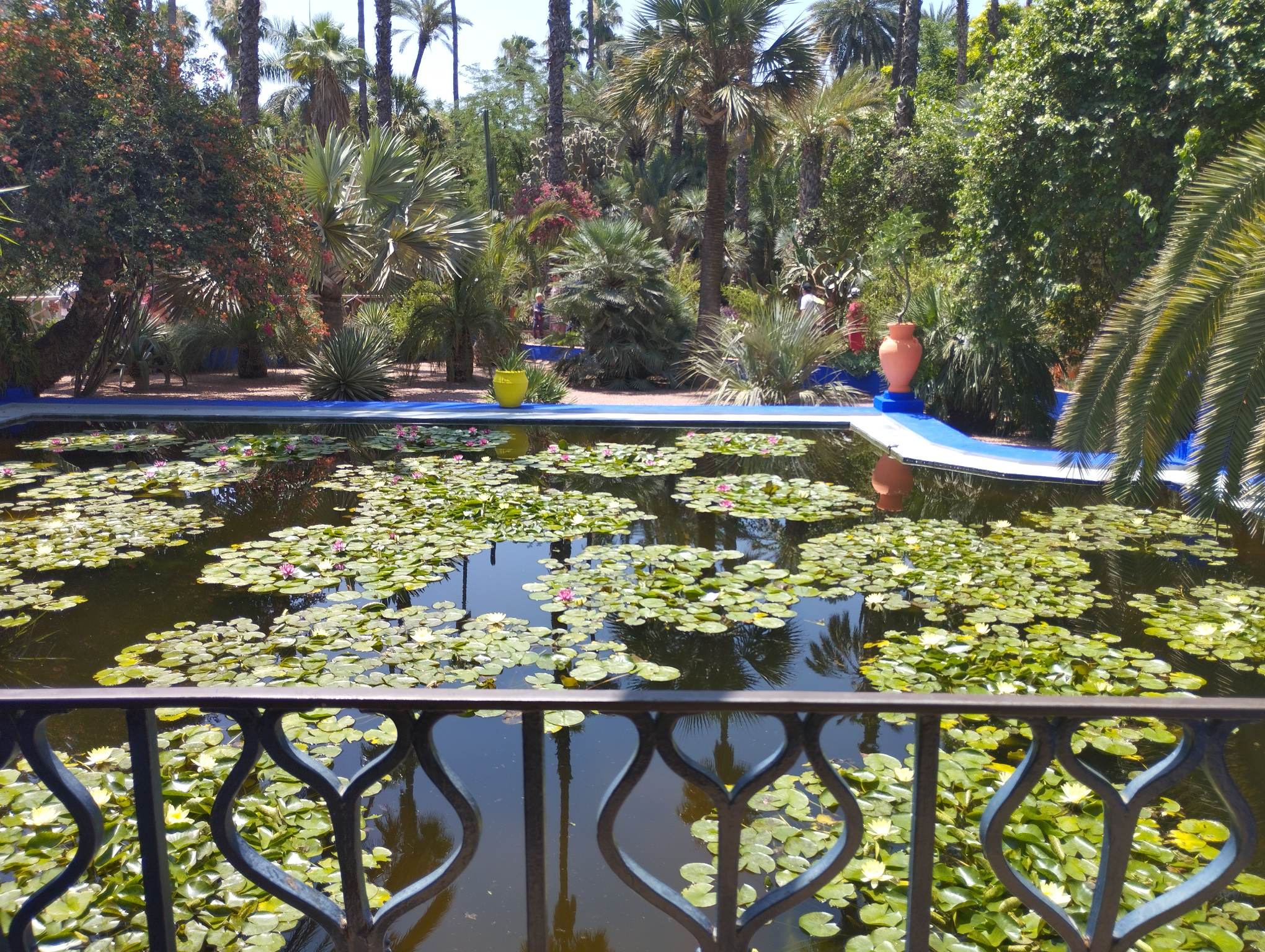 Lily pond, Majorelle Garden