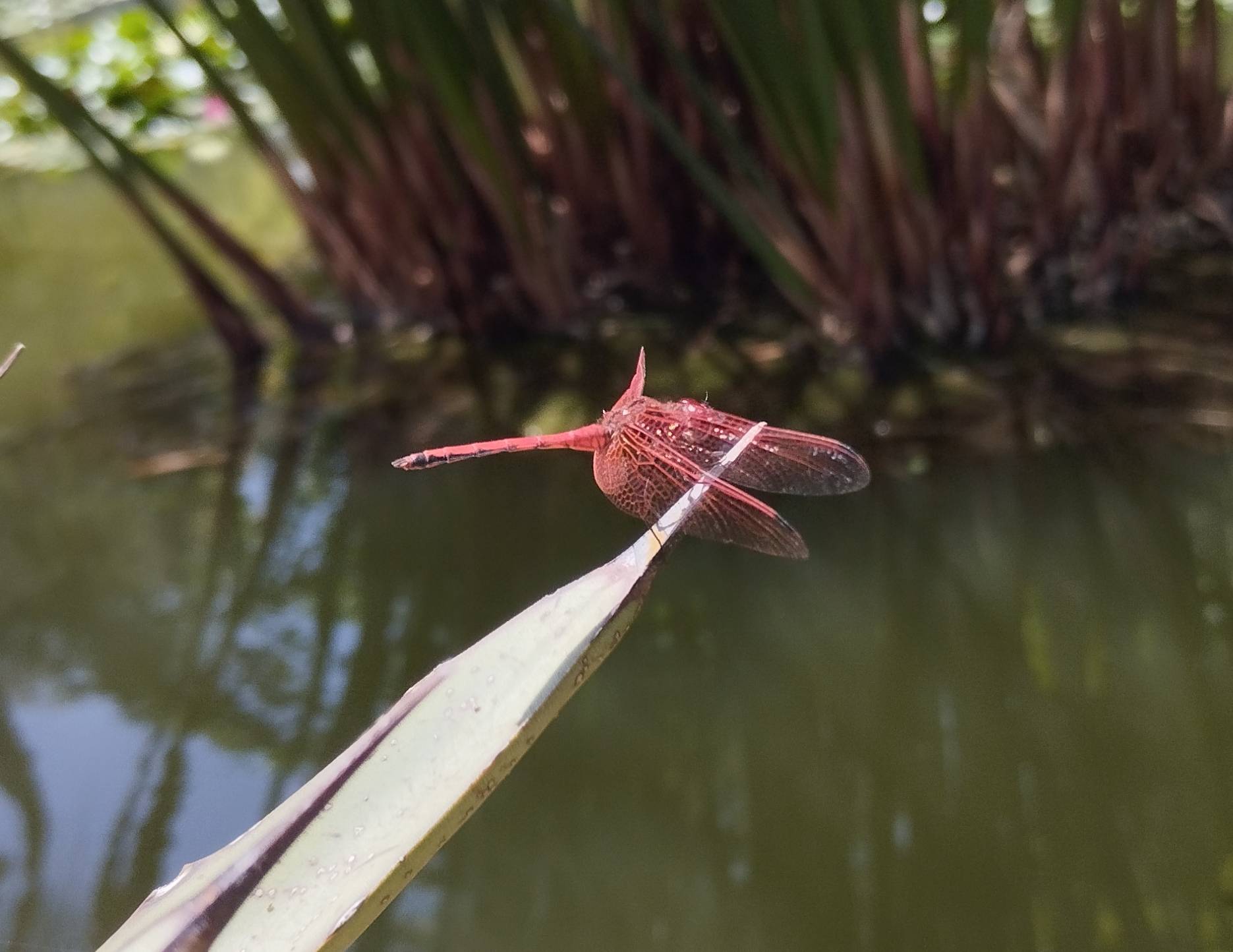 Morocco Sahara Camel Trek: What It Is Really Like